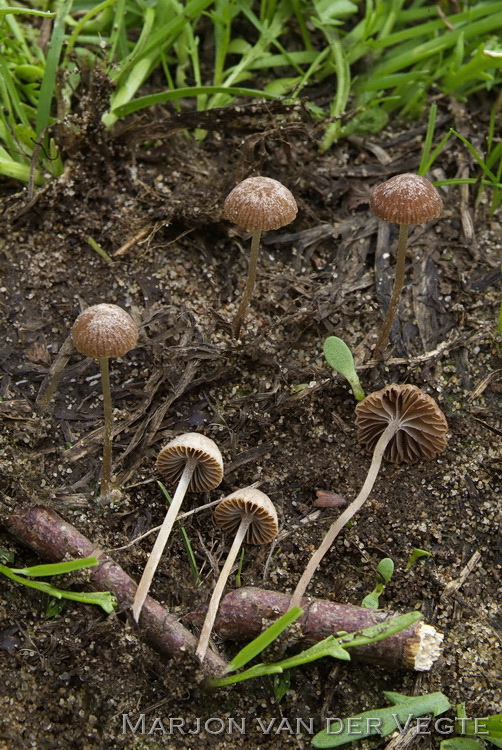 Vlokkige mestfranjehoed - Psathyrella hirta